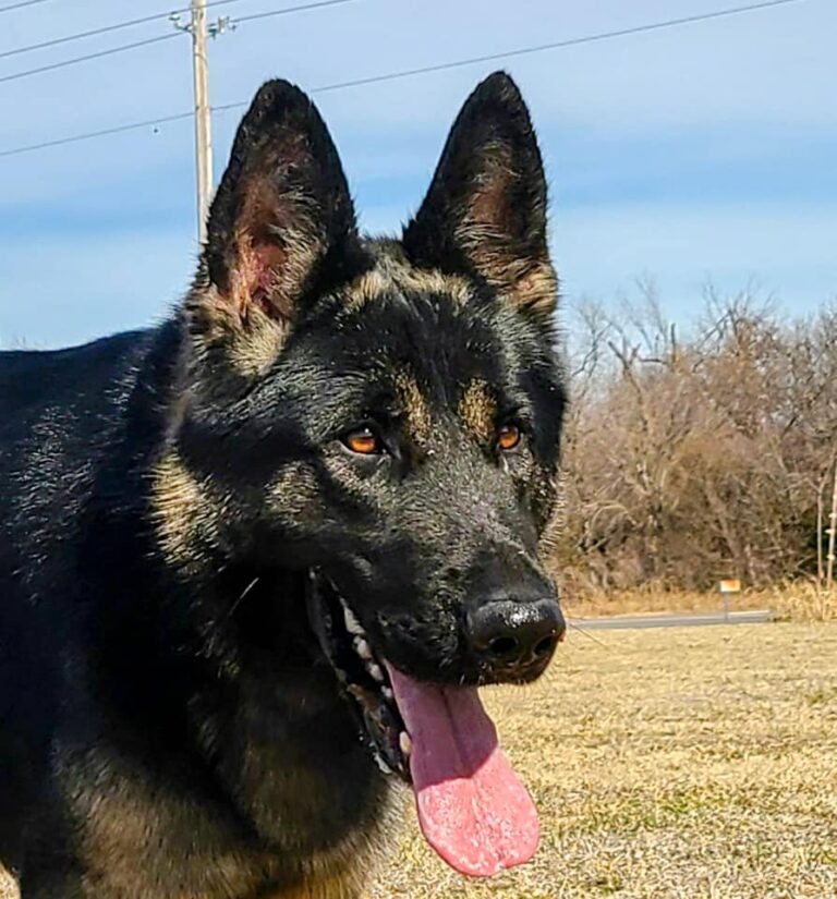 Ayers Legends German Shepherds photo
